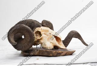 mouflon skull 0019